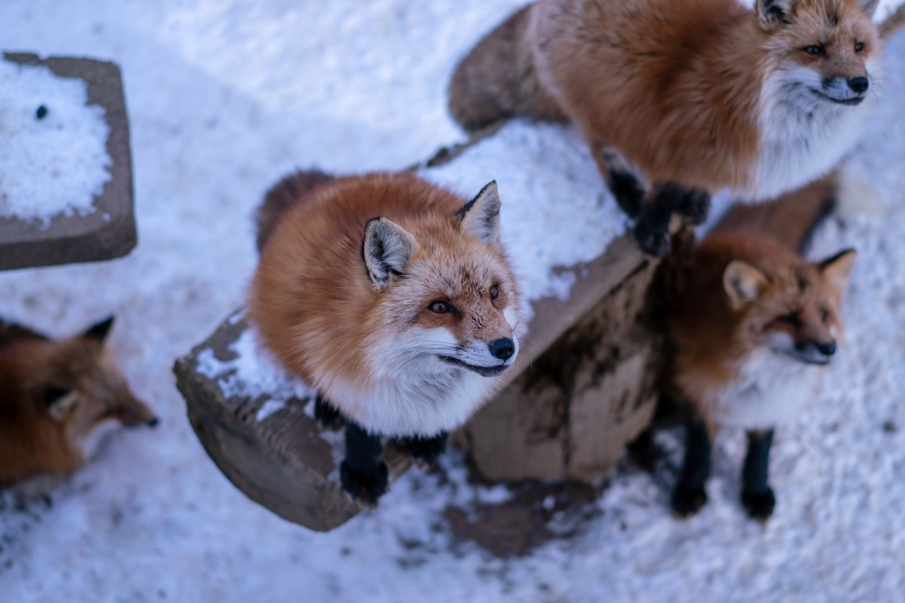 宮城蔵王キツネ村｜東北の観光スポットを探す | 旅東北 - 東北の観光