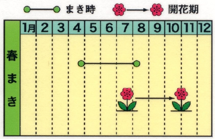ヒマワリ | 花のタネ | 株式会社トーホク