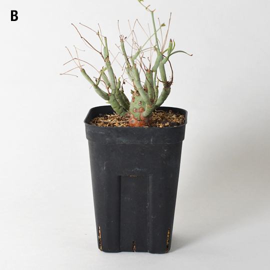 CACTUS GREEN] ユーフォルビア・エチュベルクローサ | 多肉植物・特別