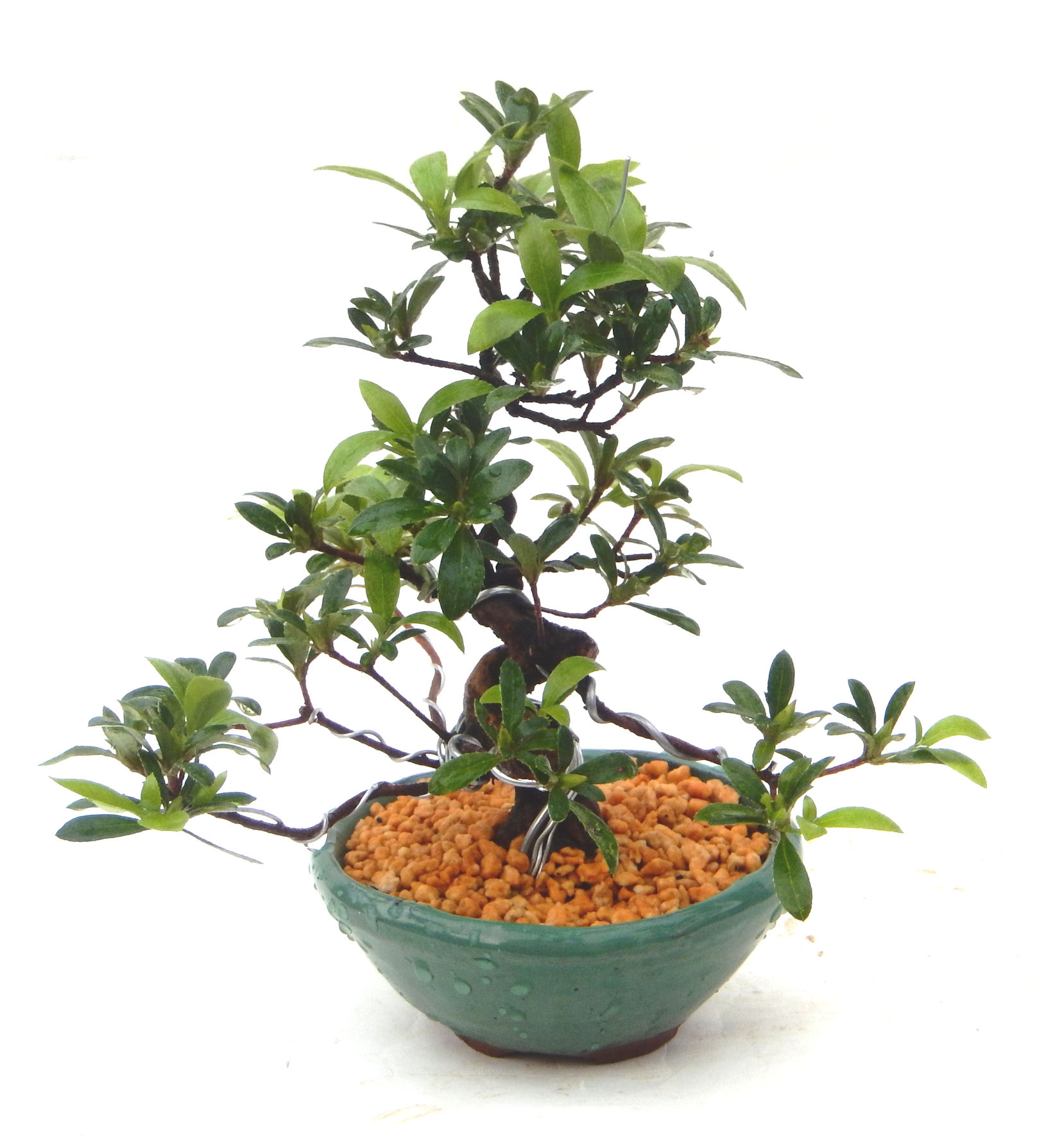 さつき盆栽特集｜東京盆栽｜a-masa-103satuki2023bonsai