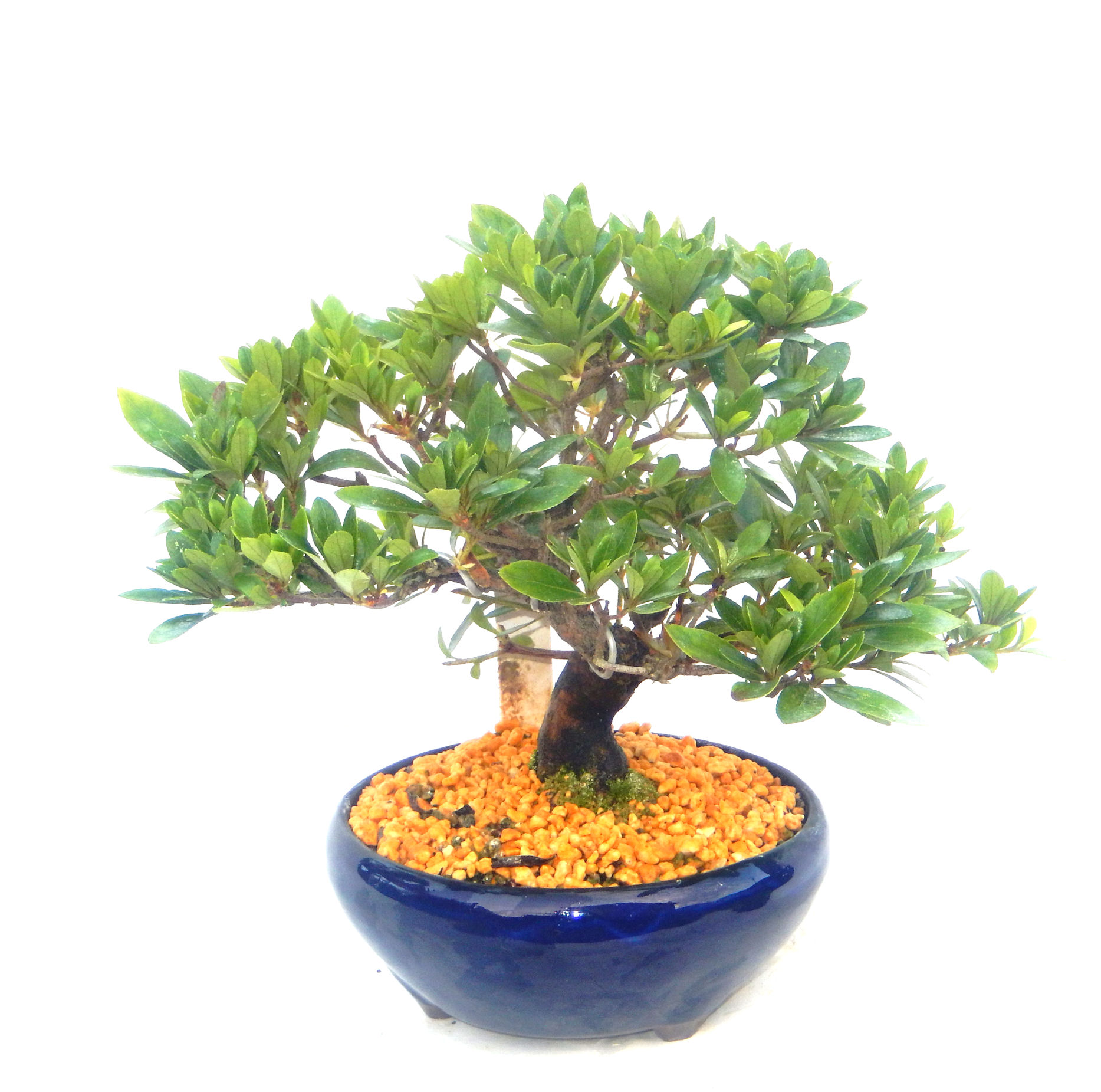 さつき盆栽特集｜東京盆栽｜a-masa-103satuki2023bonsai