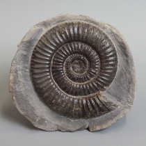 アンモナイト（Dactylioceras）｜化石販売・鉱物販売の東京サイエンス