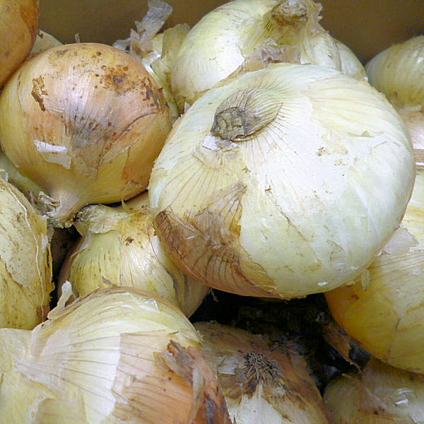 熊本県『サラたまちゃん』 - 東京青果株式会社