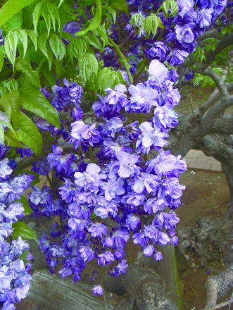 八重黒竜（ヤエコクリュウ）｜公園へ行こう！