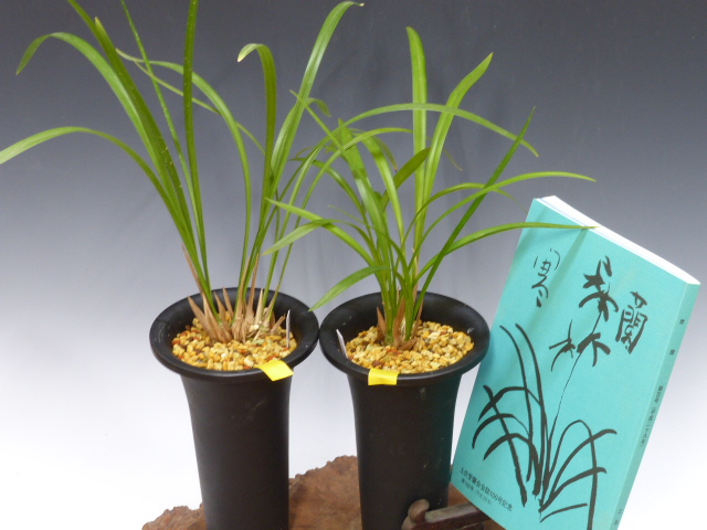 寒蘭初心者用セット｜寒蘭/山野草販売【東美園】