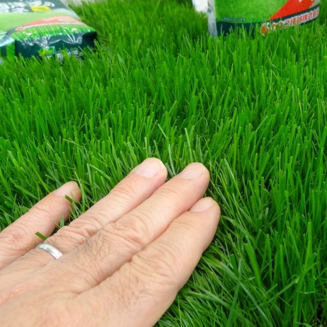 新配合]西洋芝のタネ｜ J.ガーデングラス（芝生の種）【1.5リットル