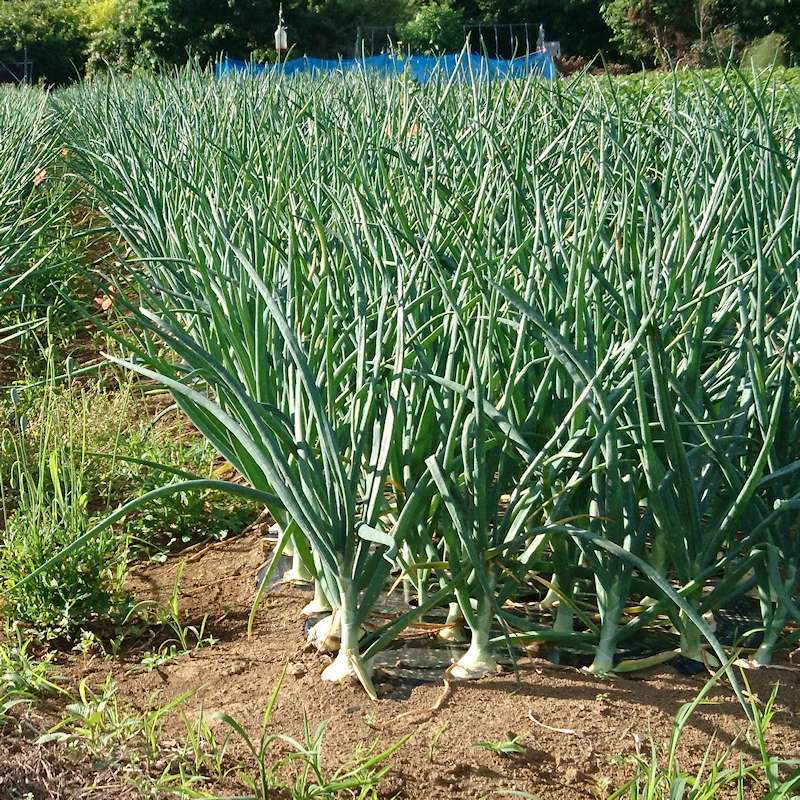 穴あき】タマネギマルチ【5条用】（95cm×10m）穴の間隔15cm・約330株用