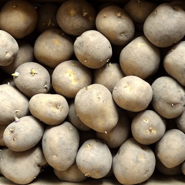 馬鈴薯）種ジャガイモ【トウヤ】【1kg】大粒で早生、育てやすい品種