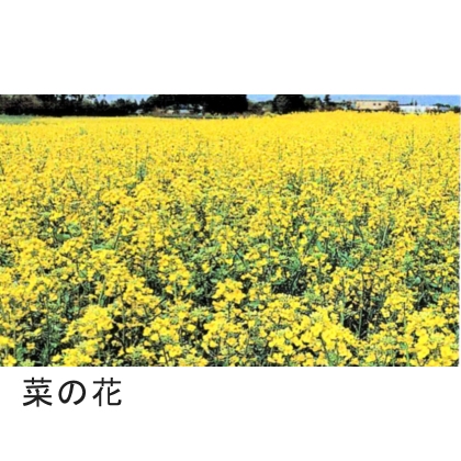 景観用種子】アブラナ 菜の花｜セイヨウアブラナ（農林20号油菜