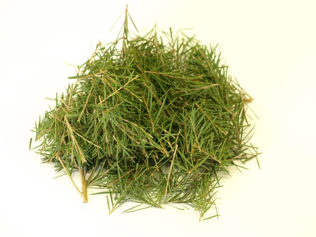 香りの樹メラレウカ、ティーツリー精油、芳香蒸留器ハービック｜タナカ園芸