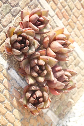 エケベリアの販売,エケベリアの激安通販,エケベリアの増やし方