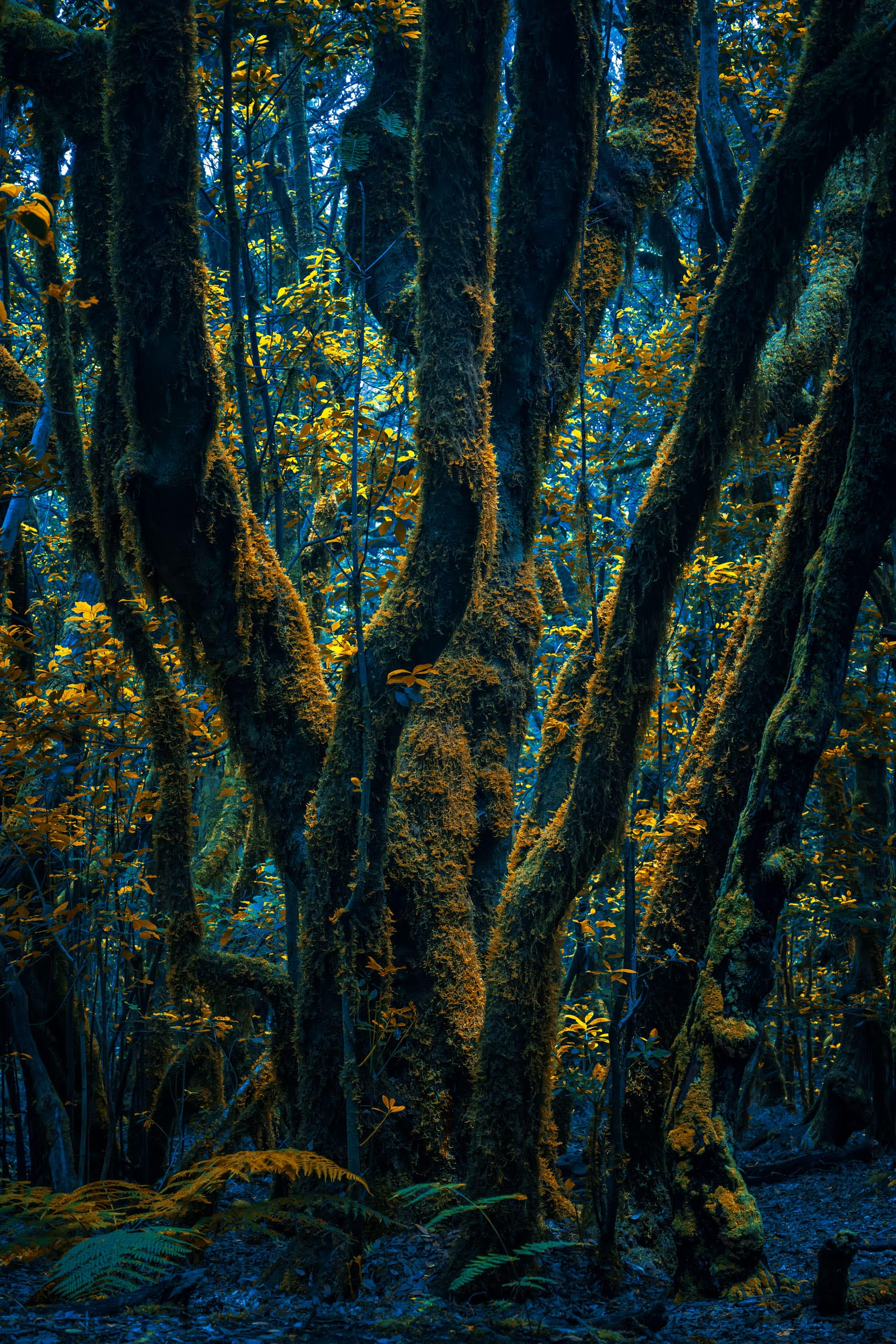 Otherworldly Photos of Forests by Michelle Blancke Explore