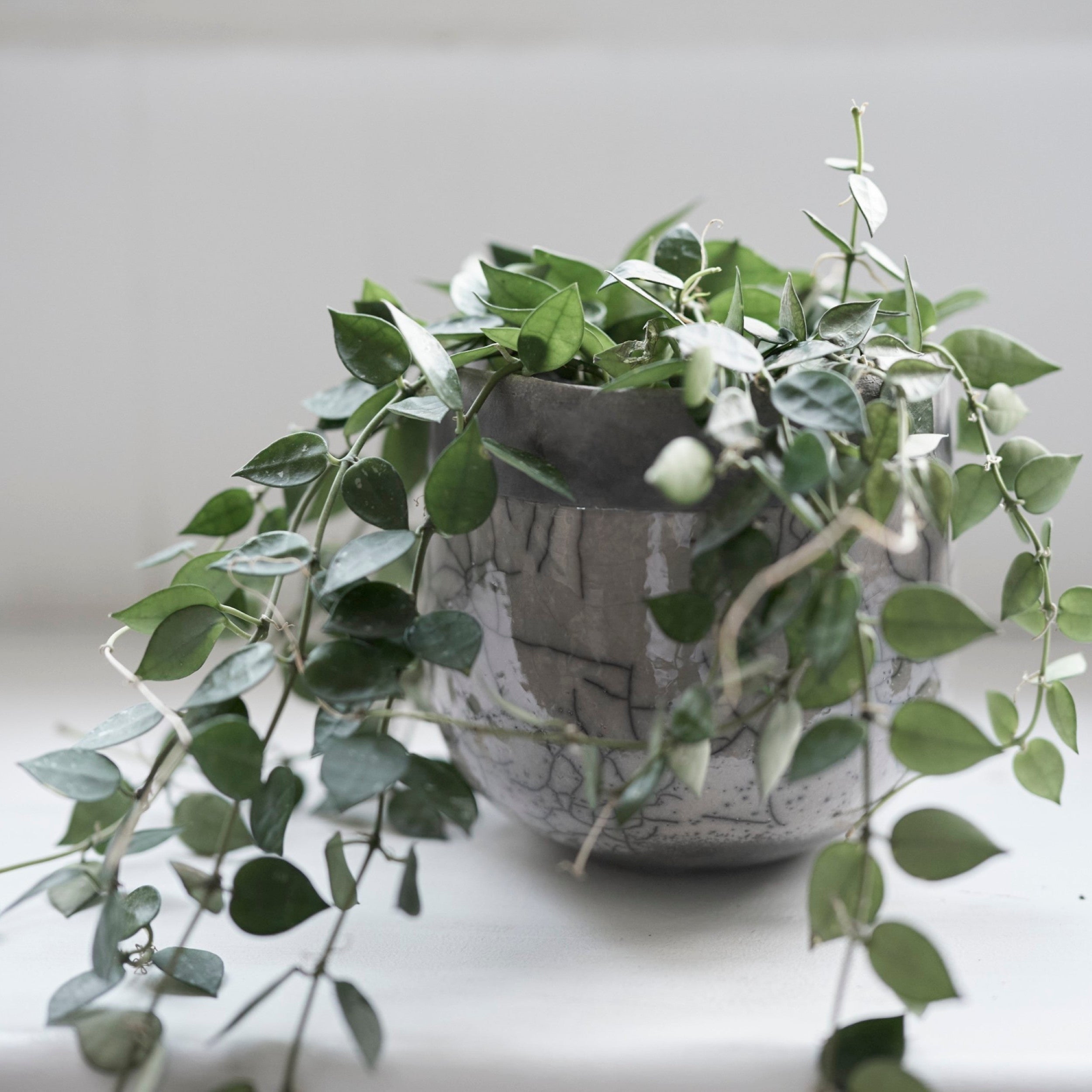 鉢カバー | MINSK POT – tiflo