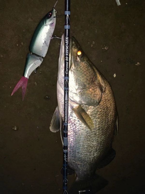 1/5まで価格 ツララ コローナ80 XHSC-XH 希少 1/5まで価格 ツララ コローナ