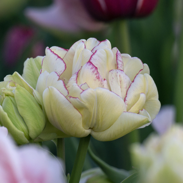 Double Shake Tulip: Double Tulip Bulbs: Tulips.com