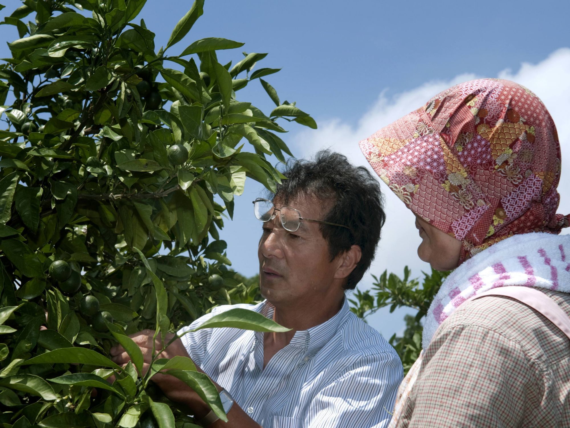 土実樹農園五ヶ所みかん通販サイト 伊勢志摩、南伊勢町五ヶ所浦