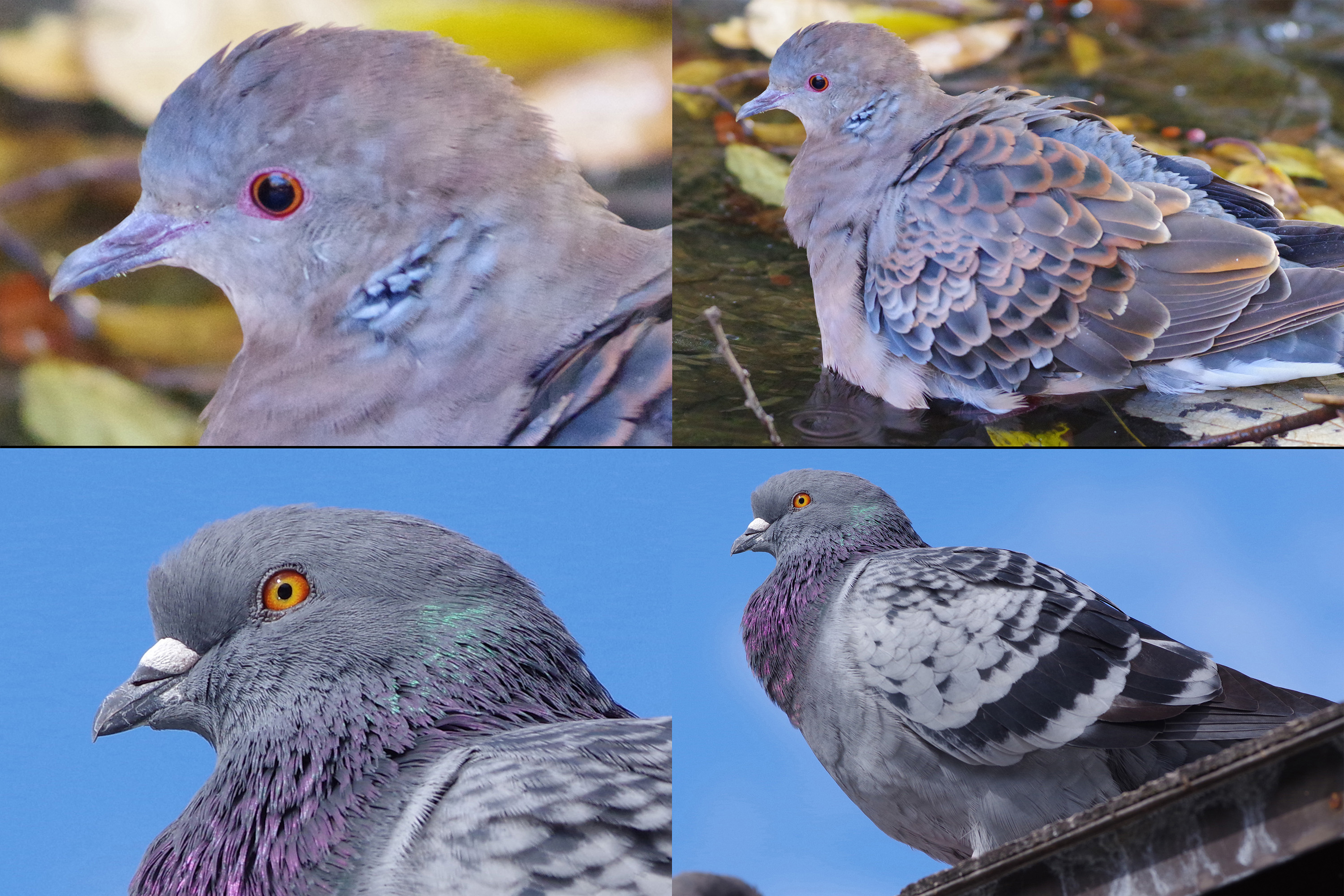 キジバト | ture Japan | Nature Photographs