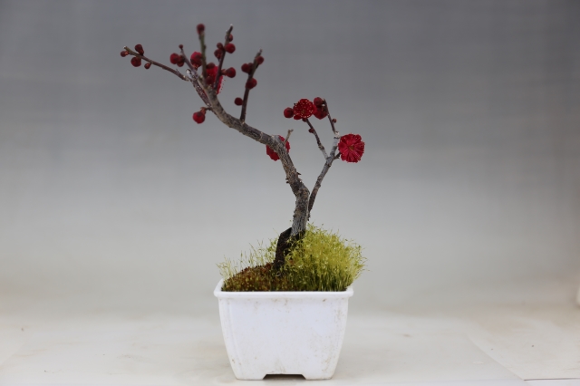 鹿児島紅梅 A0699☆花物実物 梅 小品盆栽☆浦部陽向園