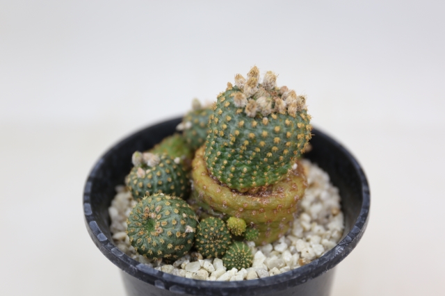 豹の子 実生 A0797☆フライレア サボテン☆浦部陽向園