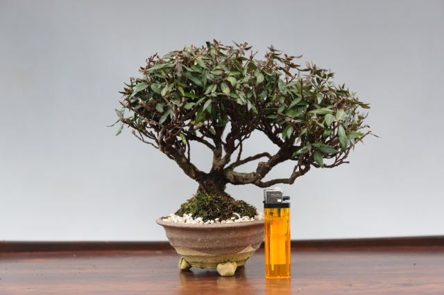 チリメンカズラ A0999☆葉物 縮緬葛 小品盆栽☆浦部陽向園