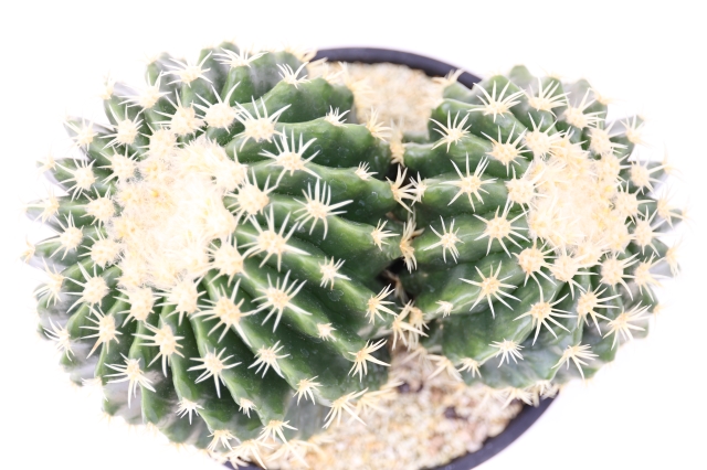 プラチナ金鯱 実生 A1240☆エキノカクタス 金鯱 サボテン☆「送料無料