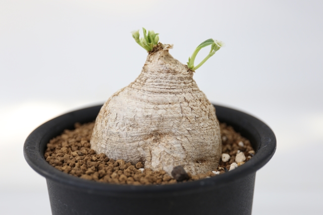 プリムリフォリア 輸入球 A1258☆ユーフォルビア 多肉植物☆「送料無料