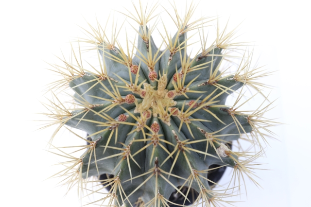 王冠竜 実生 A1863☆フェロカクタス サボテン☆浦部陽向園