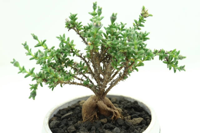 姫紅小松 実生 A2416☆トリコディアデマ 多肉植物☆浦部陽向園