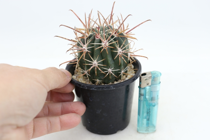 紅裳竜 実生 A2617☆フェロカクタス サボテン☆浦部陽向園