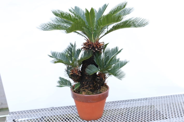 奄美蘇鉄 A2671☆盆栽form 多肉植物 ギフトにオススメ☆「送料無料