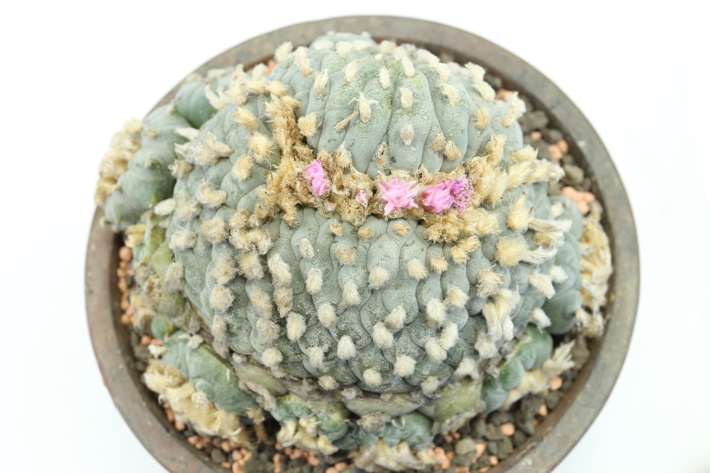 銀冠玉綴化 輸入球実根 A2766☆ロフォフォラ サボテン☆「送料無料