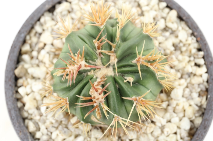 狂刺綾波モンスト 実生 A2863☆ホマロケファラ 綾波 サボテン☆「送料