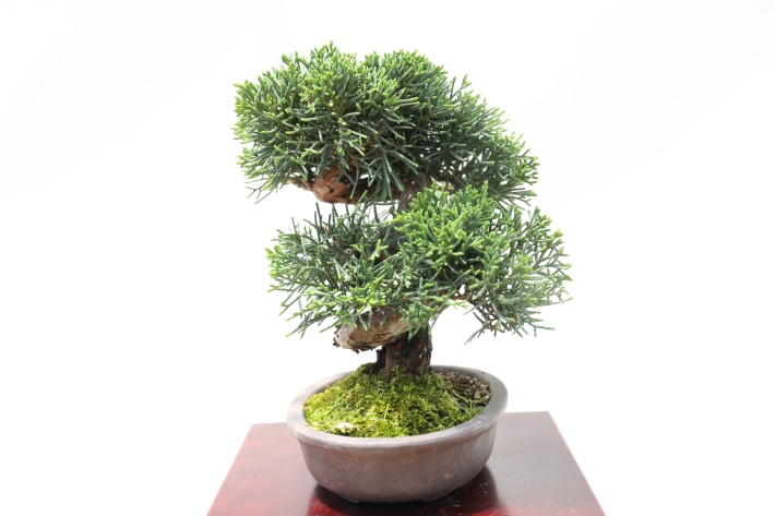 真柏 A2816☆シンパク 松柏類 ミニ盆栽☆「送料無料」浦部陽向園