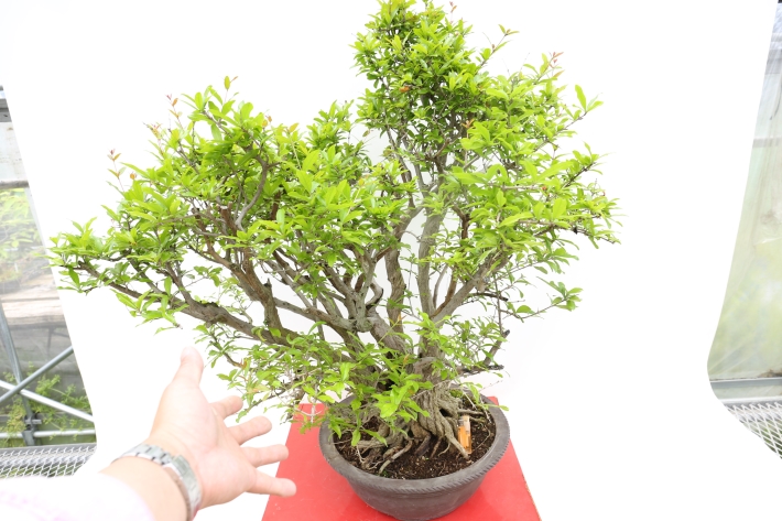 ねじ幹ザクロ A2818☆石榴 花物実物類 大型盆栽☆「送料無料」浦部陽向園