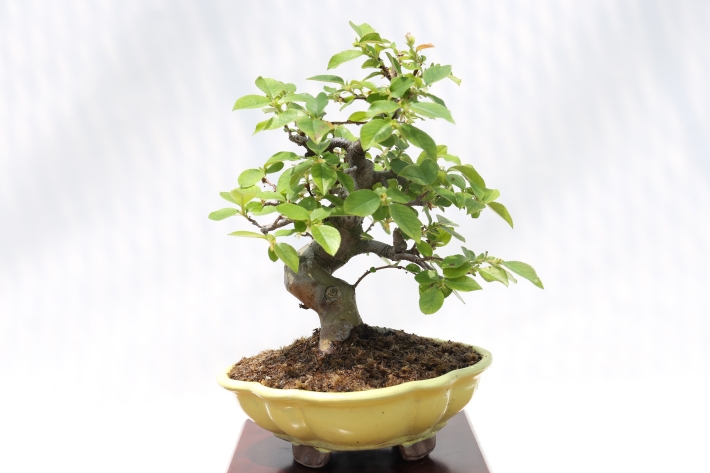 花梨（カリン） A2812☆かりん 花物実物類 小品盆栽☆「送料無料」浦部