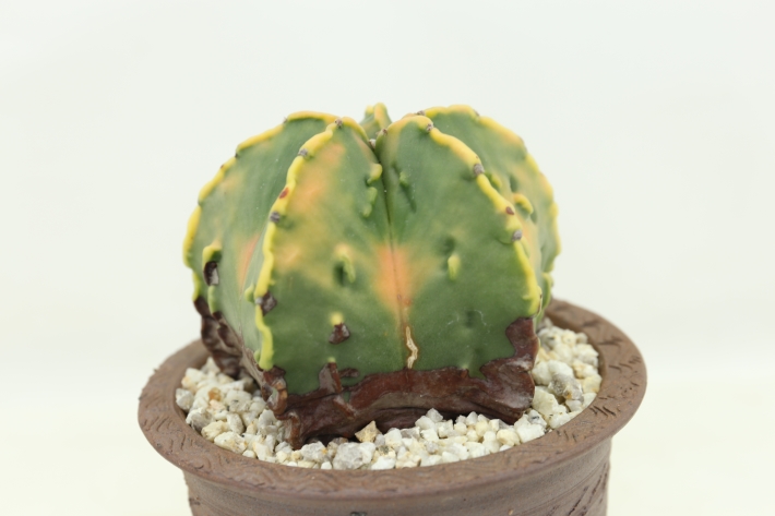 紅葉ランポー玉 実生古株type A2828☆アストロフィツム ヘキラン錦