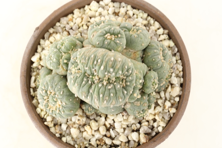 銀冠玉モンスト 接ぎ降し実根 A2962☆ロフォフォラ サボテン☆「送料