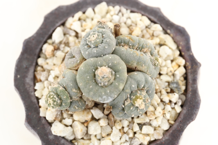 銀冠玉モンスト 接ぎ降し実根 A2970☆ロフォフォラ サボテン☆「送料