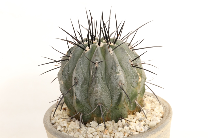 黒士冠（短刺・黒刺type） 輸入球 A2999☆コピアポア デアルバータ