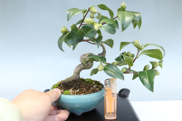 ヤブツバキ A3049☆藪椿 花物実物類 小品盆栽☆「送料無料」浦部陽向園