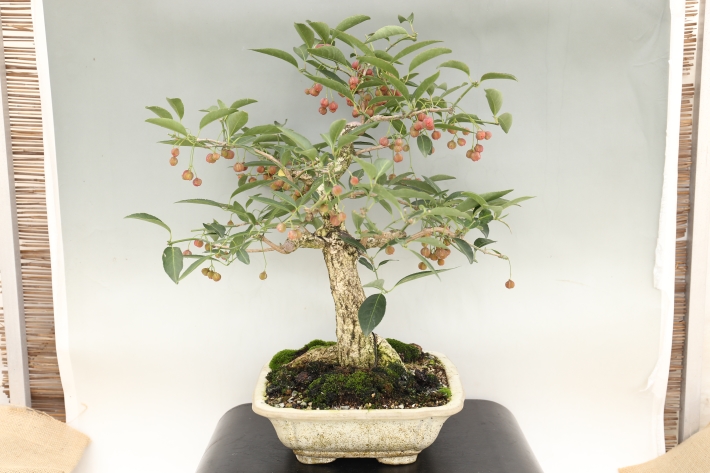 まゆみ A3055☆マユミ 花物実物 中品盆栽☆「送料無料」浦部陽向園