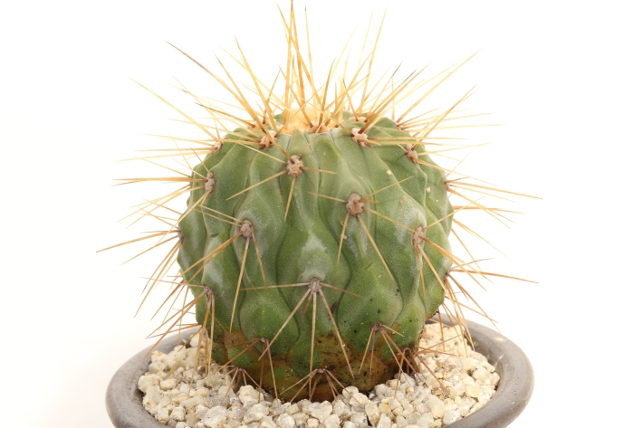 ギガンティア 輸入球 A3001☆コピアポア 逆鱗丸変種 サボテン☆「送料