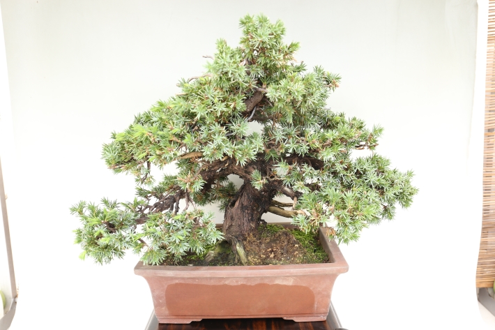 杜松 A3031☆トショウ 松柏類 中品盆栽☆「送料無料」浦部陽向園