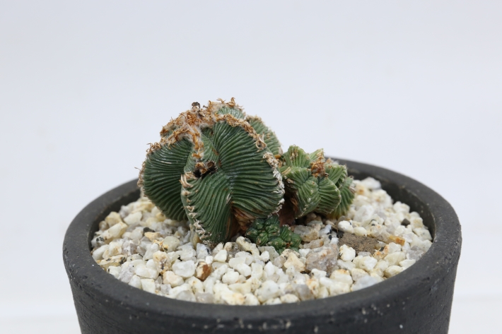 サボテン アズテキウム紅籠 菊水綴化 5株セット❗特価❗ Yahoo