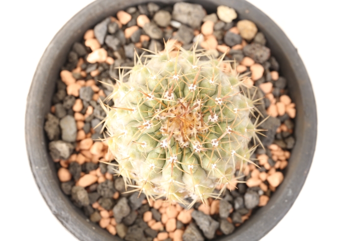 孤竜丸 実生 A3120☆コピアポア コルムナアルバ サボテン☆「送料無料