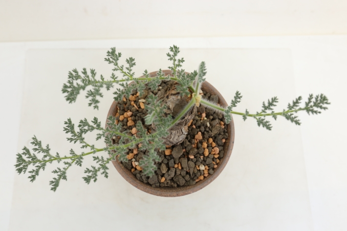 ペラルゴニウム トリステ みやび鉢 発根済み 塊根植物 コーデックス