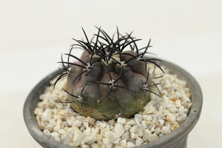 栗星玉 輸入球 A3257☆コピアポア グリセオビオラセア サボテン