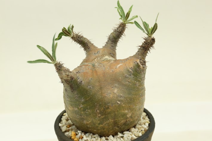 グラキリス 輸入球 A3266☆パキポディウム 塊根植物 コーデックス 多肉