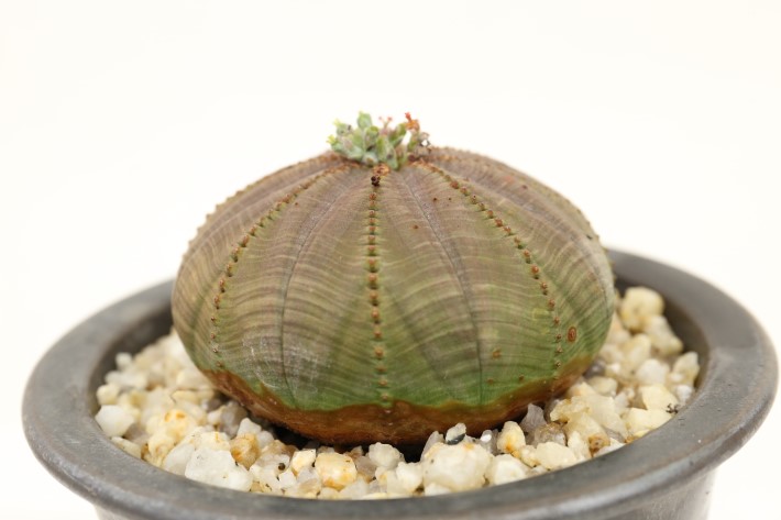 シンメトリカ単頭type 実生 A3278☆ユーフォルビア 多肉植物☆「送料