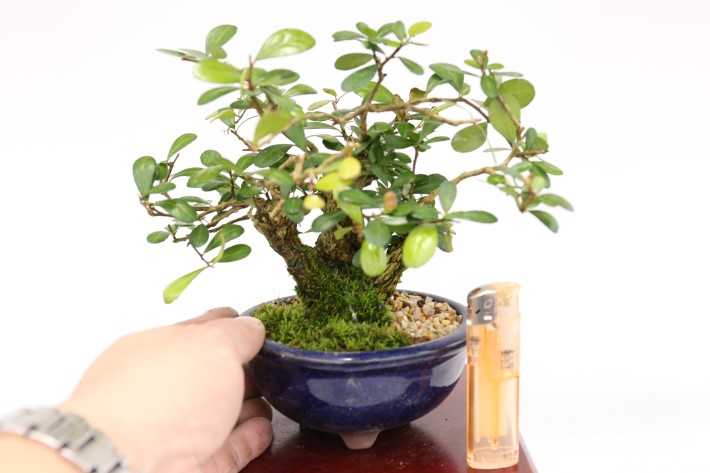 マッコウ A3444☆ハリツルマサキ 花物実物 小品盆栽☆「送料無料」浦部